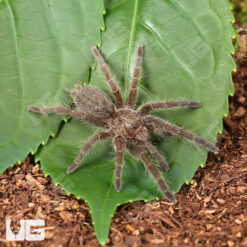 Rear Horn Baboon Tarantula (.5 – .75”)
