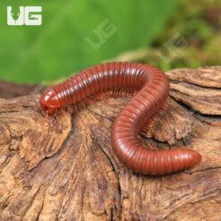 Scarlet Millipede