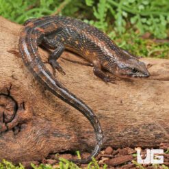 Small-Scaled Water Skink