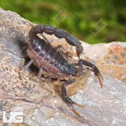 Baby Transvaal Thicktail Scorpion