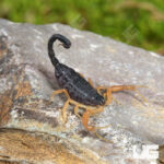 Baby Ziz Clade Fat Tail Scorpion