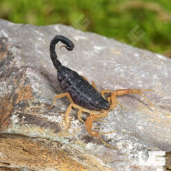 Baby Ziz Clade Fat Tail Scorpion