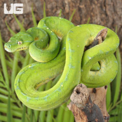 Cyclops Mountain Green Tree Python