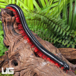 Red Ghost Rider Millipede