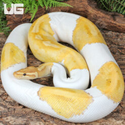 Adult Female Banana Pied Ball Python