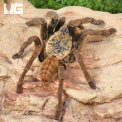 Adult Lam Dong Tarantula (3 - 4'')