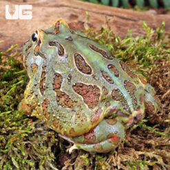 Adult Samurai Blue Pacman Frog