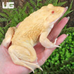 Albino Edible Bullfrog