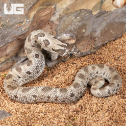 Baby Axanthic Anaconda Het Albino Western Hognose Snake