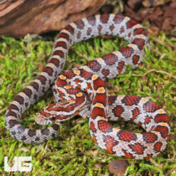 Baby Classic Cornsnake