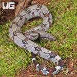 Baby Suriname Redtail Boa