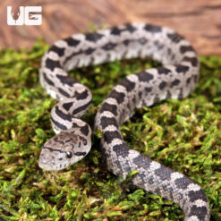 Baby Het Moonshine Ratsnake