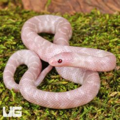 Baby Hypo Pink Pearl Florida Kingsnake