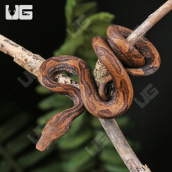 Baby Indonesian Tree Boa