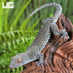 C.B. Juvenile Blueberry Tokay Gecko #1