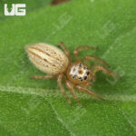 Colonus Jumping Spider