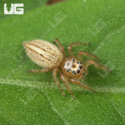 Colonus Jumping Spider
