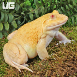Golden Albino Edible Bullfrog