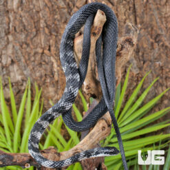 Halmahera Keelback Snake