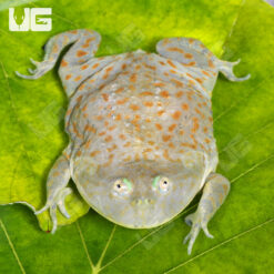 Juvenile Budgett’s Frog