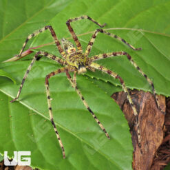 Lichen Huntsman Spider