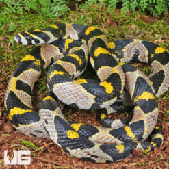 Adult Female Mandarin Ratsnake