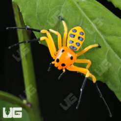 Pikachu Crab Spider