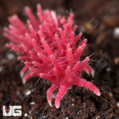 Pink Pinecone Springtail