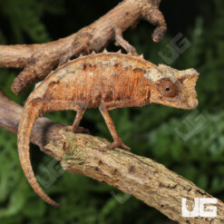 Plated Leaf Chameleon