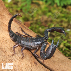 Pygmy Wood Scorpion