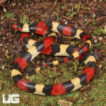 Scarlet Kingsnake