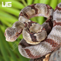 Baby Silver Dog Toothed Cat Snake