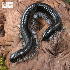 Silver Ghost Rider Millipede