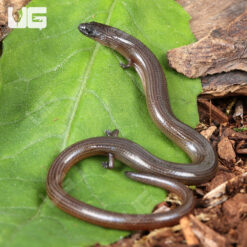 Supple Skink