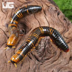 Giant Calico Millipede