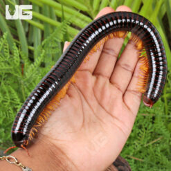 Giant Golden Leg Millipede