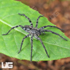 Carolina Wolf Spider (1 - 1.5'')