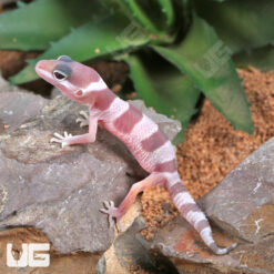 Baby Albino Mack Snow Leopard Gecko