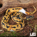 Baby Orange Dream Chocolate Pied Ball Python