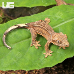 Baby Phantom Empty Back Crested Gecko