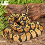 Baby Female Pastel Lace Het Pied Ball Python