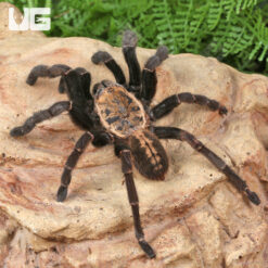 Bach Ma Earth Tiger Tarantula (3 – 4″)