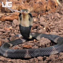 Baby Javan Banded Spitting Cobra