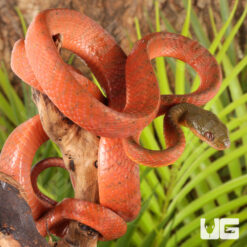 Black-Headed Cat Snake