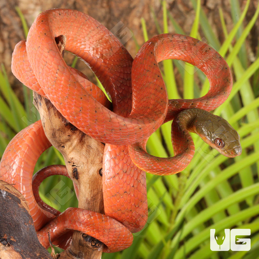 Black-Headed Cat Snake