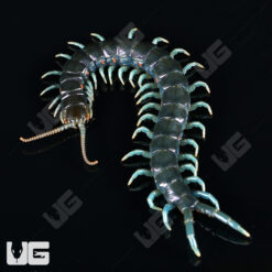 Borneo Blue Centipede