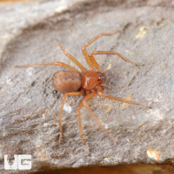 Chilean Six Eyed Sand Spider (.25")