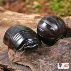 Darth Vader Giant Pill Millipede