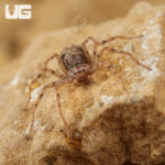 Ecuadorian Six Eyed Sand Spider (.25")
