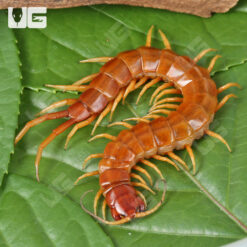 Giant Caribbean Centipede